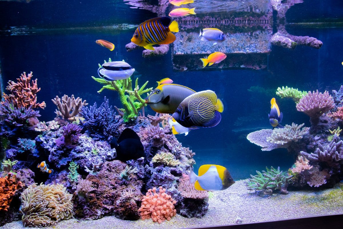 My Experience with Saltwater Aquariums — The Long and Winding Road, by Tom  Gambill, SkiCat on Sustainable Reefkeeping