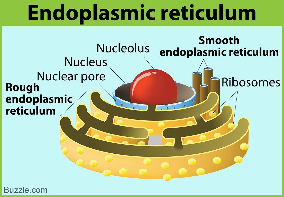 Smooth Endoplasmic Reticulum  Overview, Functions & Structure