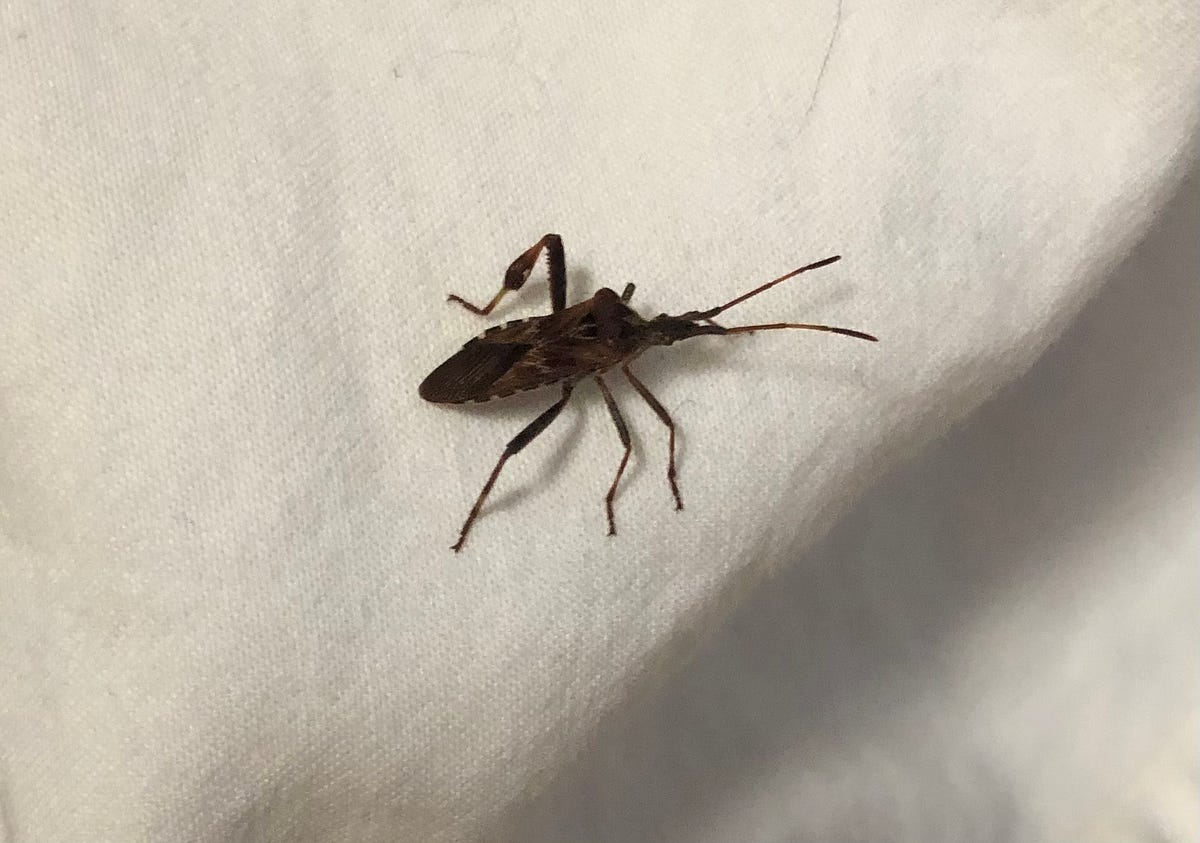 My Brother Came to Me as a Bug!. How the spirit of my brother teases me ...