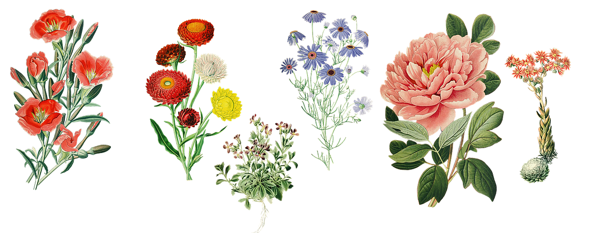 Top 6 Plant Identification Websites (FREE) | by Akhoy Jyoti Chaudhury |  ILLUMINATION | Medium