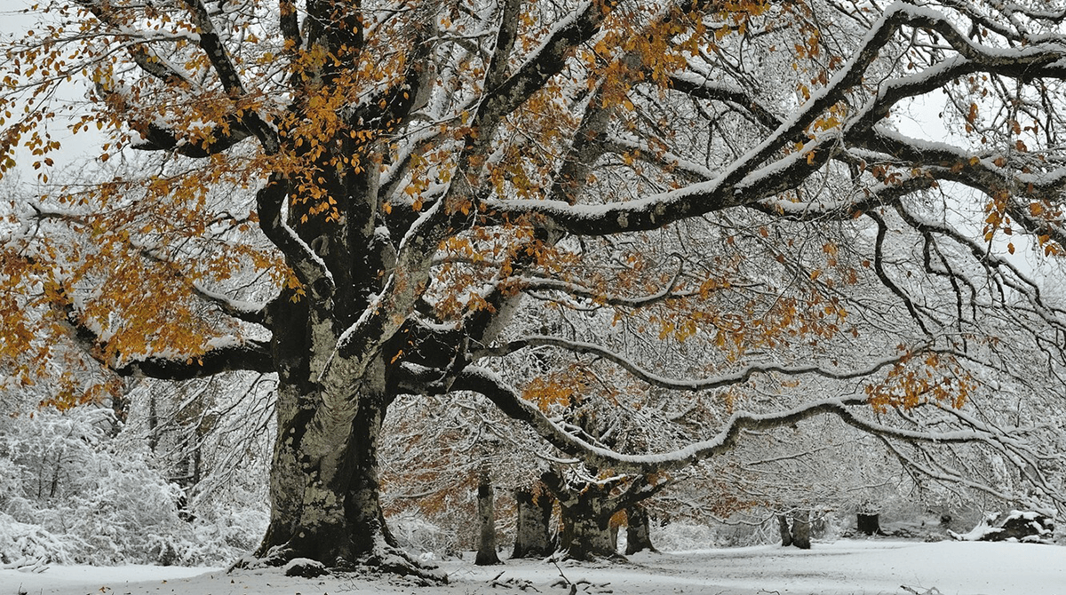 Winter Tree Damage Causes, Causes & Prevention