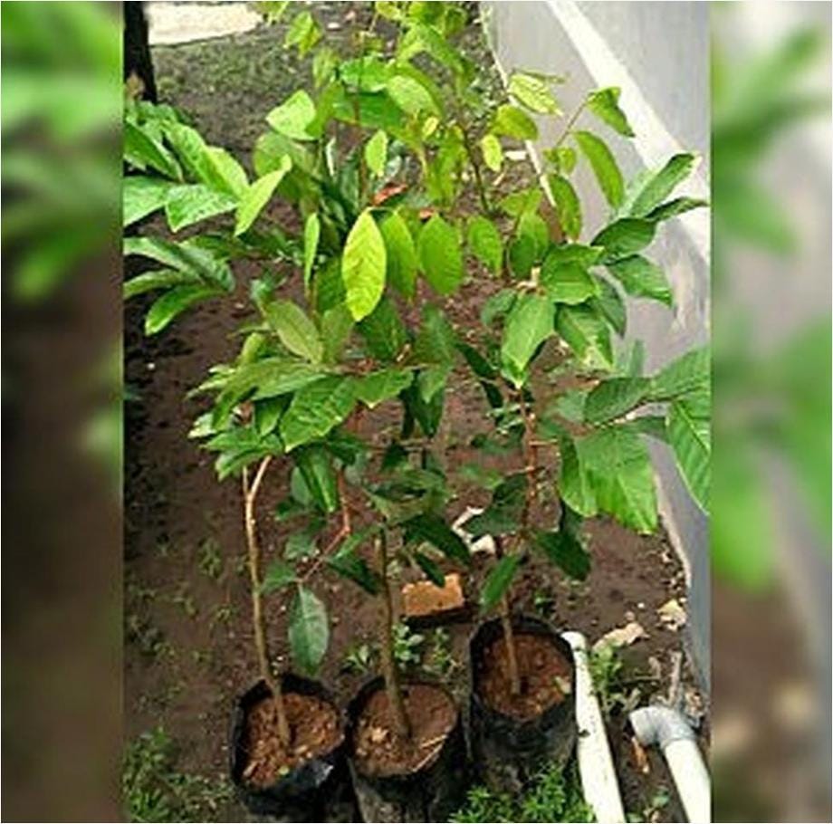 Bibit Rambutan Rapiah Tanaman Ngawi | by Jasmin Buah | Medium