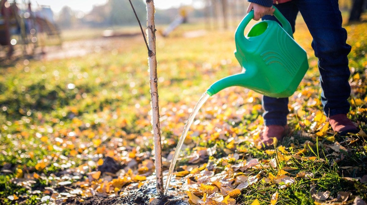 HOW TO WATER NEWLY PLANTED TREES AND SHRUBS by Nancy Medium
