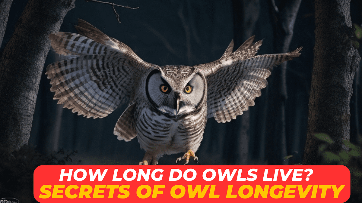 How long do owls live? Since ancient times, owls have attracted people