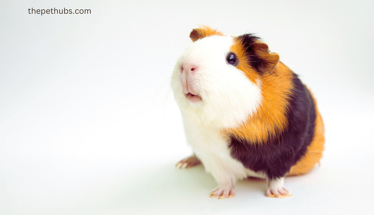 How Long Do Guinea Pigs Hibernate? 5 Key Facts Explained Janifer