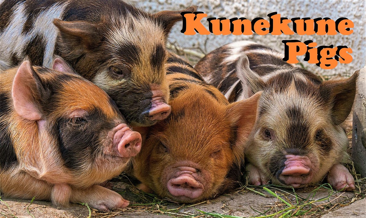 Guide To Raising Kunekune Pigs. Kunekune pigs are a fascinating breed