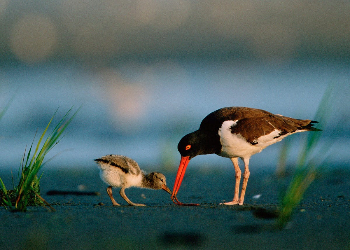 Oystercatcher Conservation Project - Conserve Wildlife Foudation of New  Jersey