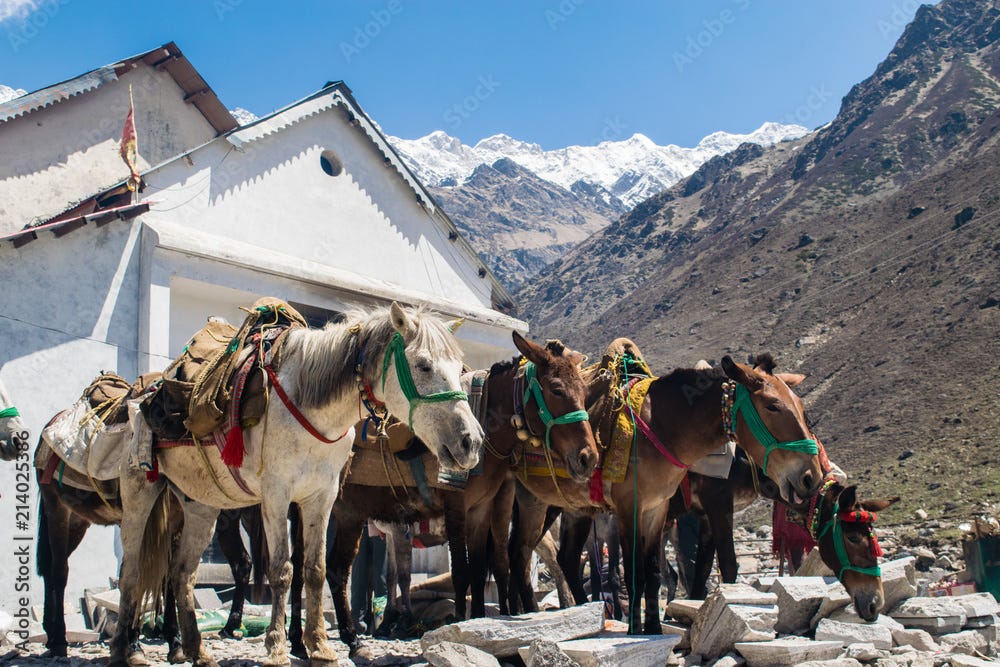 Better To Be A Donkey Than Be A Mule In Kedarnath, 60 Mules, 57 OFF