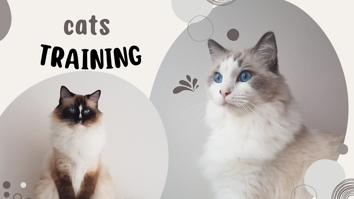 Essential Cat Training Tricks Your Kitty Can Really Learn | 2023 | by ...