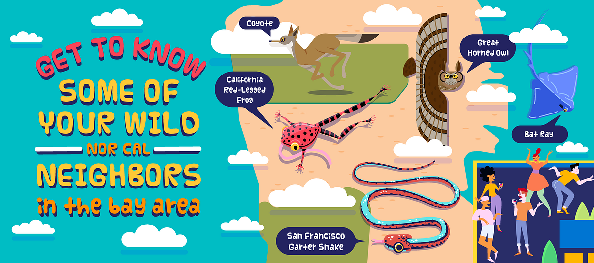 Image of: Five Animals That Are More Native to the Bay Area Than You Are