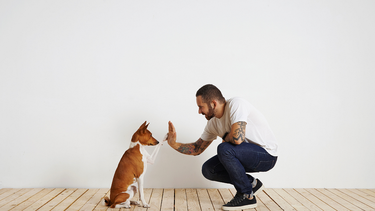 How to Teach Your Dog Basic Obedience Commands for a WellBehaved Pup