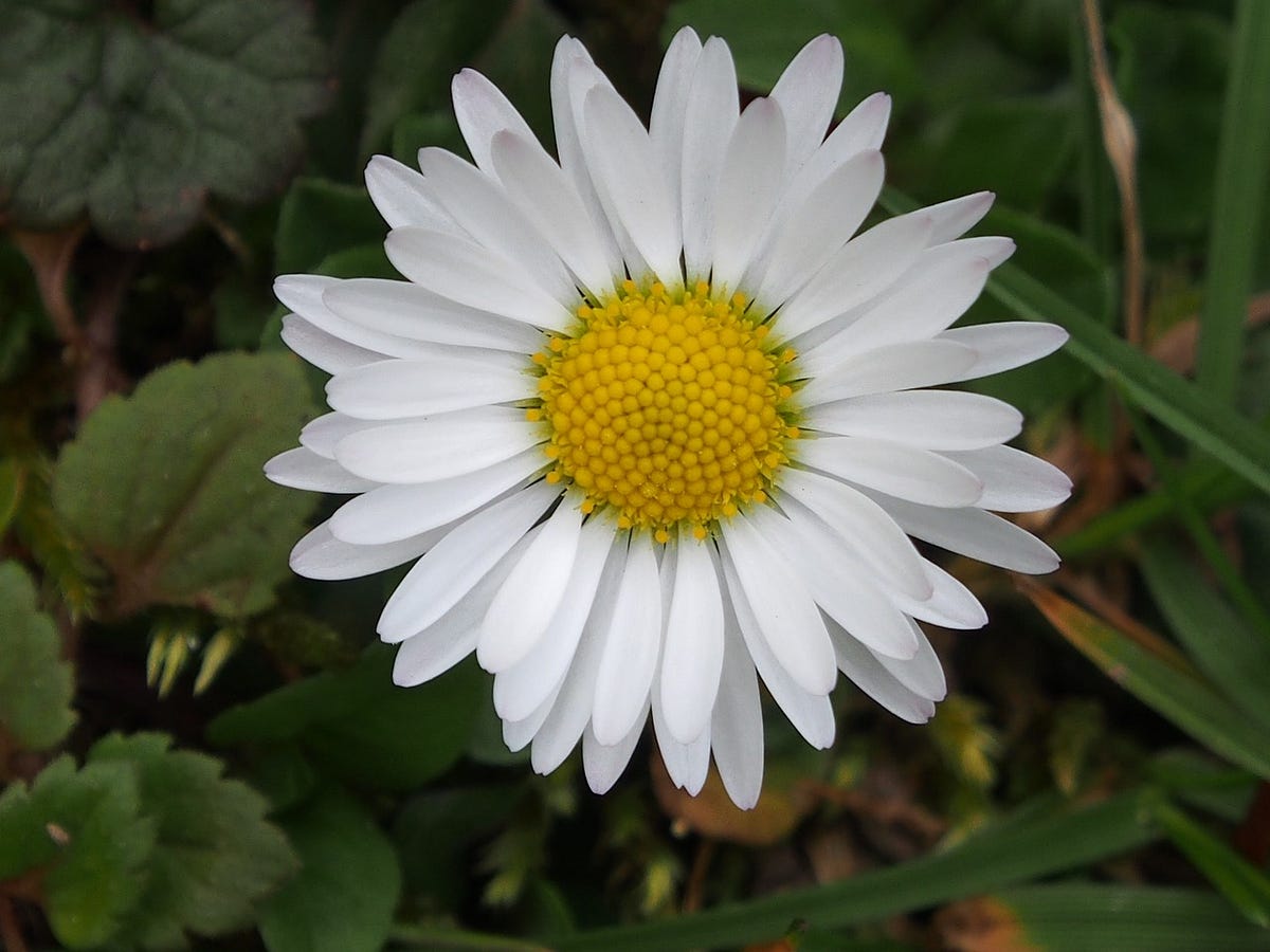 The April Birth Flower is the natural birth flower - Daisy Ellis - Medium