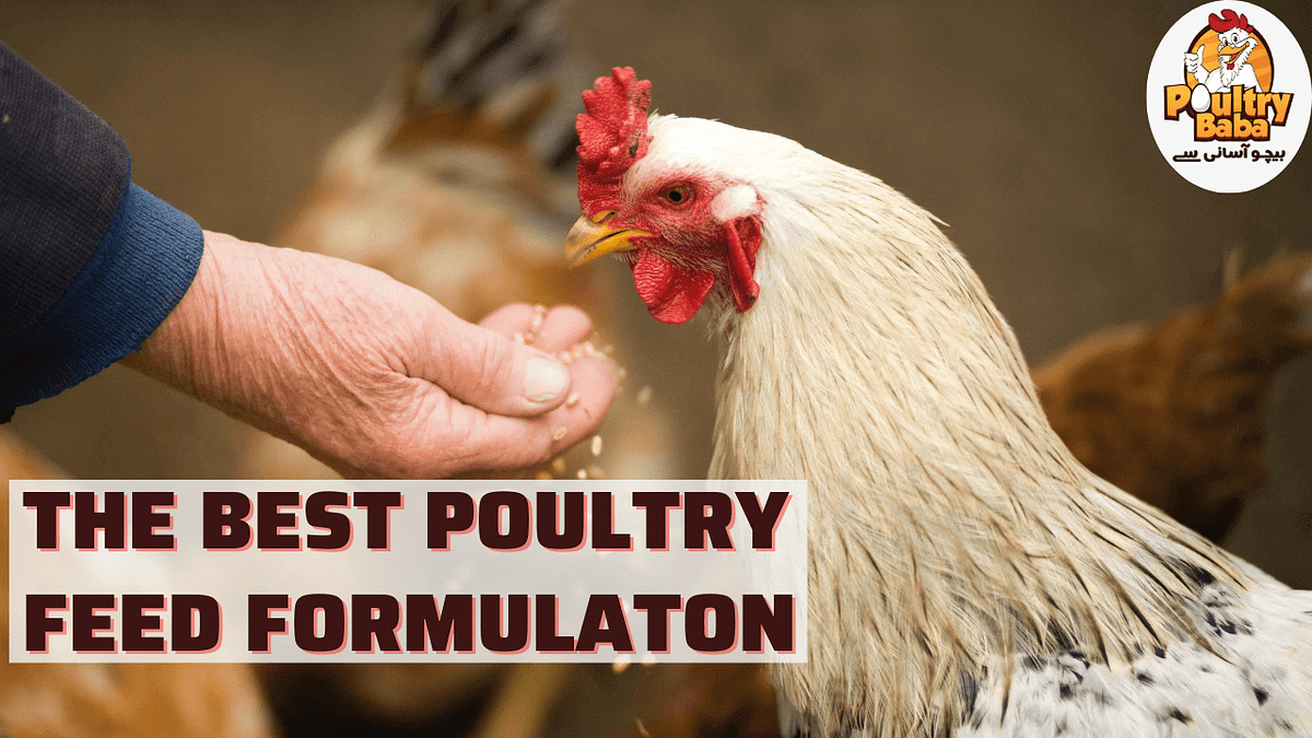 The Best Poultry feed Formulation | by Poultry Baba | Medium