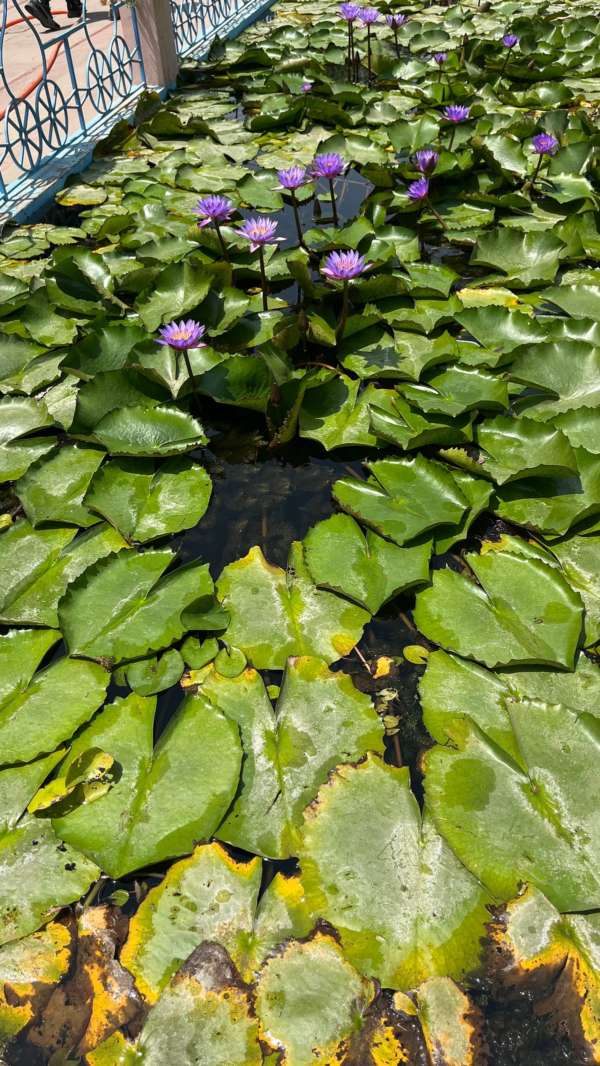 Water Lilies Bloom In Water. May Six Word Photo Story Challenge… by