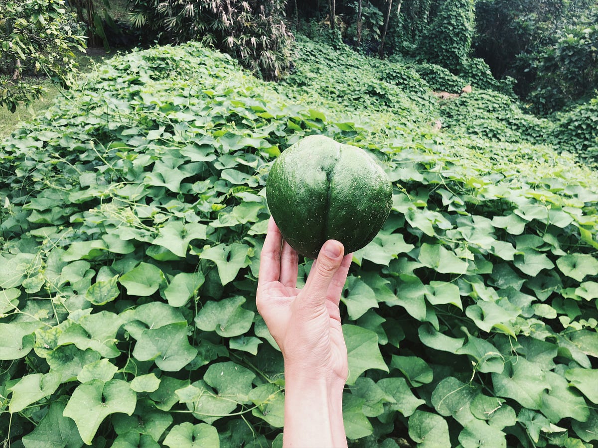 The prodigious chayote. This voracious plant is the chayote or | by  Embodied Food | Medium