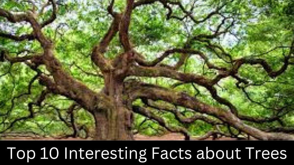 Interesting Facts about Trees — Coolest Fact by Coolest Fact Medium