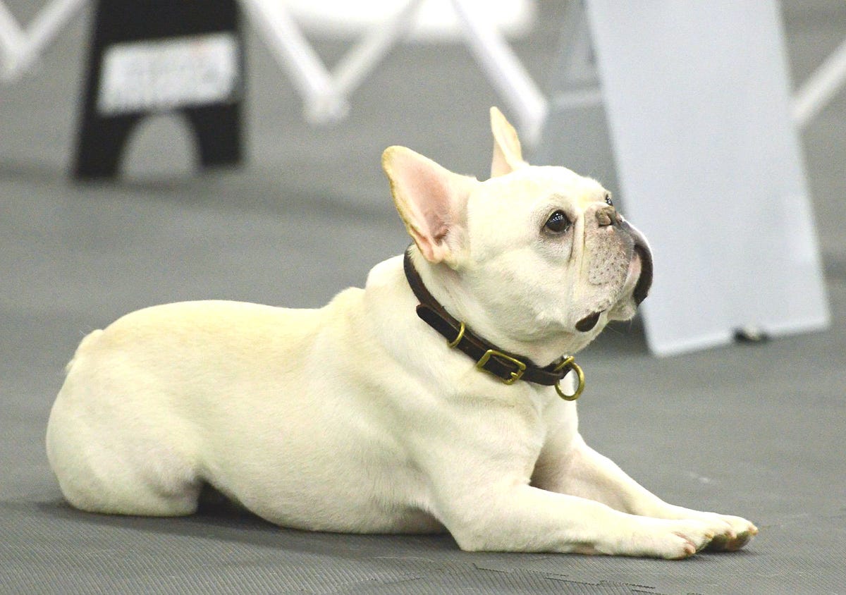 The Pros and Cons of the French Bulldog by May Dawson Medium
