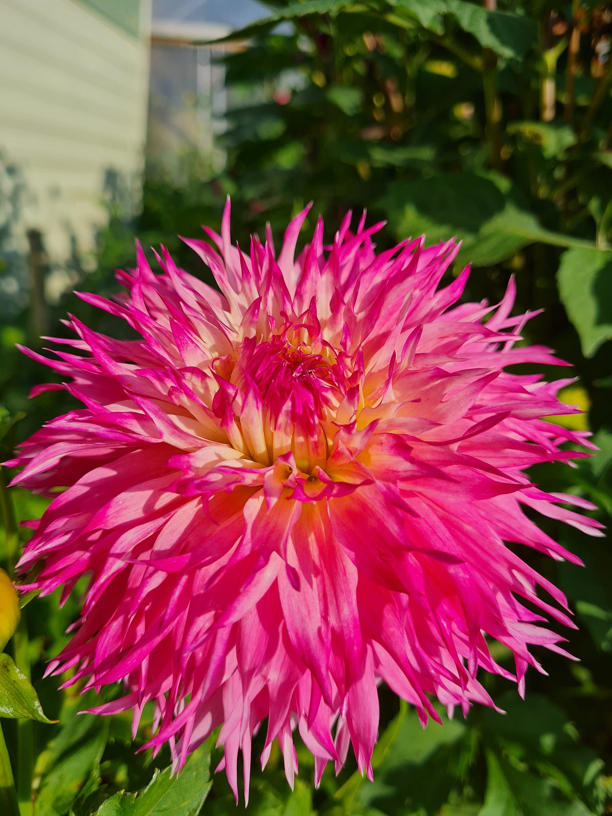 Top 5 Tips for Glorious Dahlias. Secrets to really get the best from