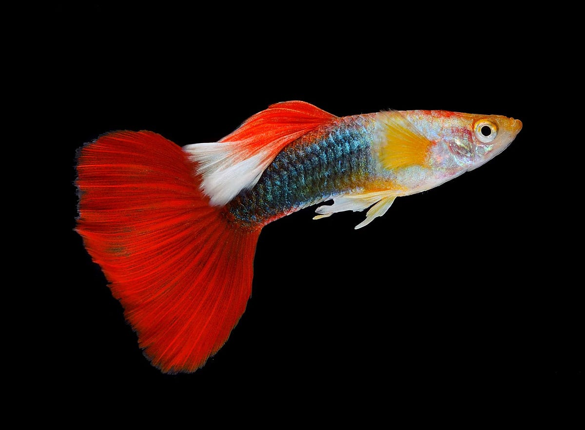 Can Guppy Live Without Filter?. Guppies are a popular choice for… by