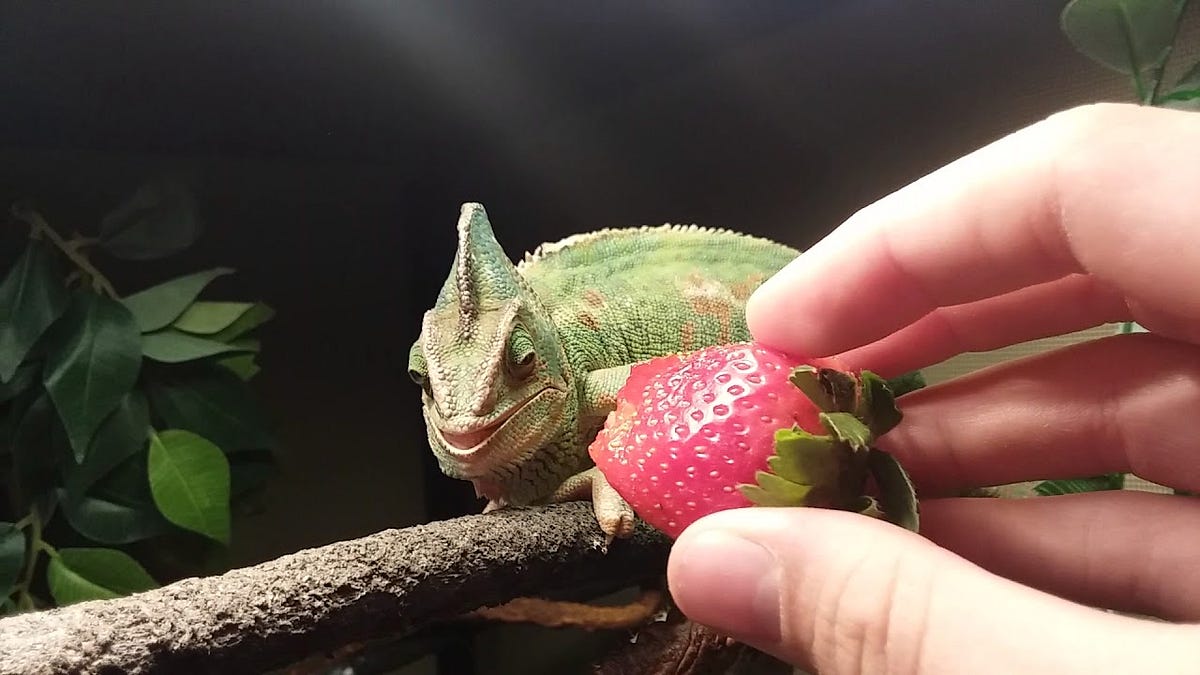 What Fruits Can a Chameleon Eat? Medium