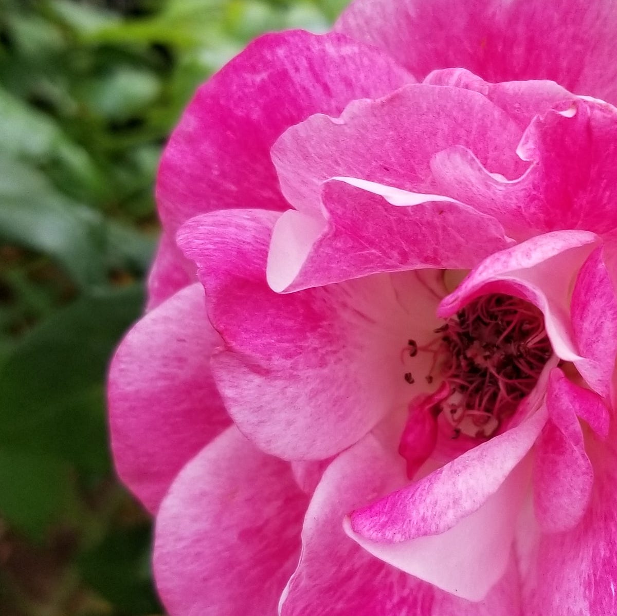 Rose Without Flash Credit: Kay Ward Rose blooms in Pomona, California ...