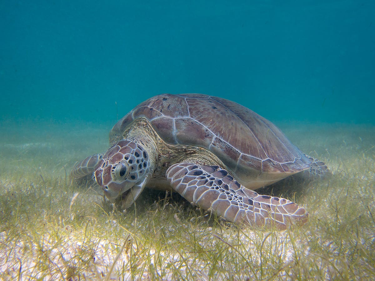 Lush meadows of underwater seagrass are removing plastic from the sea