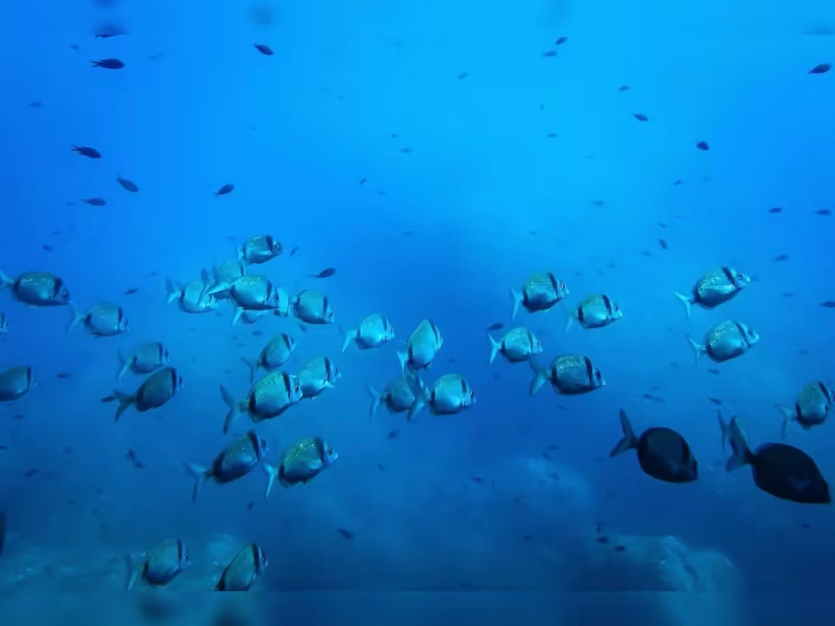 Ocean Protectors | Tan90 Chronicles (15th December 2025)