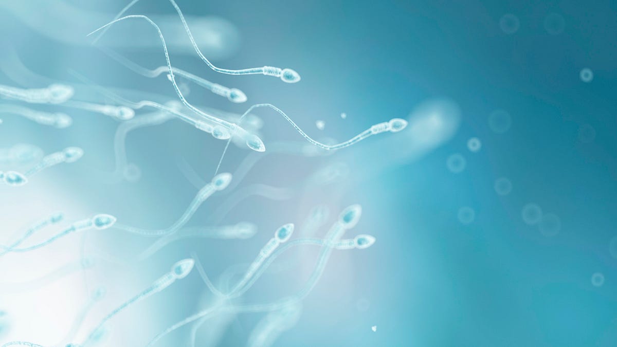How to increase sperm count. What are the most effective methods to