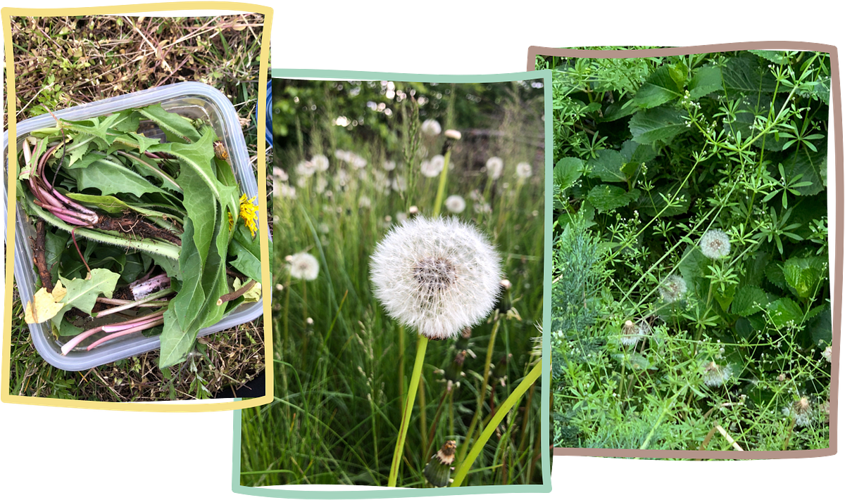 1,001 Ways to Repurpose Those 1,001 Dandelions on Your Sidewalk | by  Katherine Kling | Medium