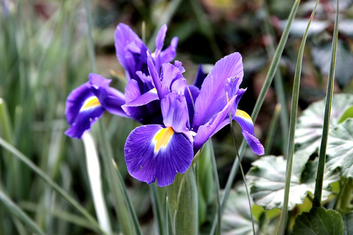 (194)直筆サイン入りELAST iDENTIFICATION NATURE 1*7nCELP4xrtA8wpLbTFWEOg.jpeg