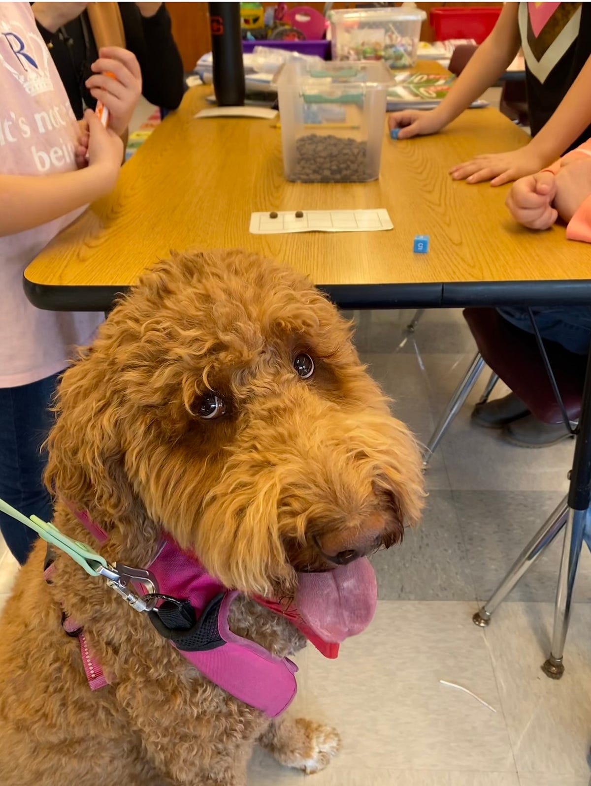 “We like to learn math now!”: The power of innovation in dog therapy ...