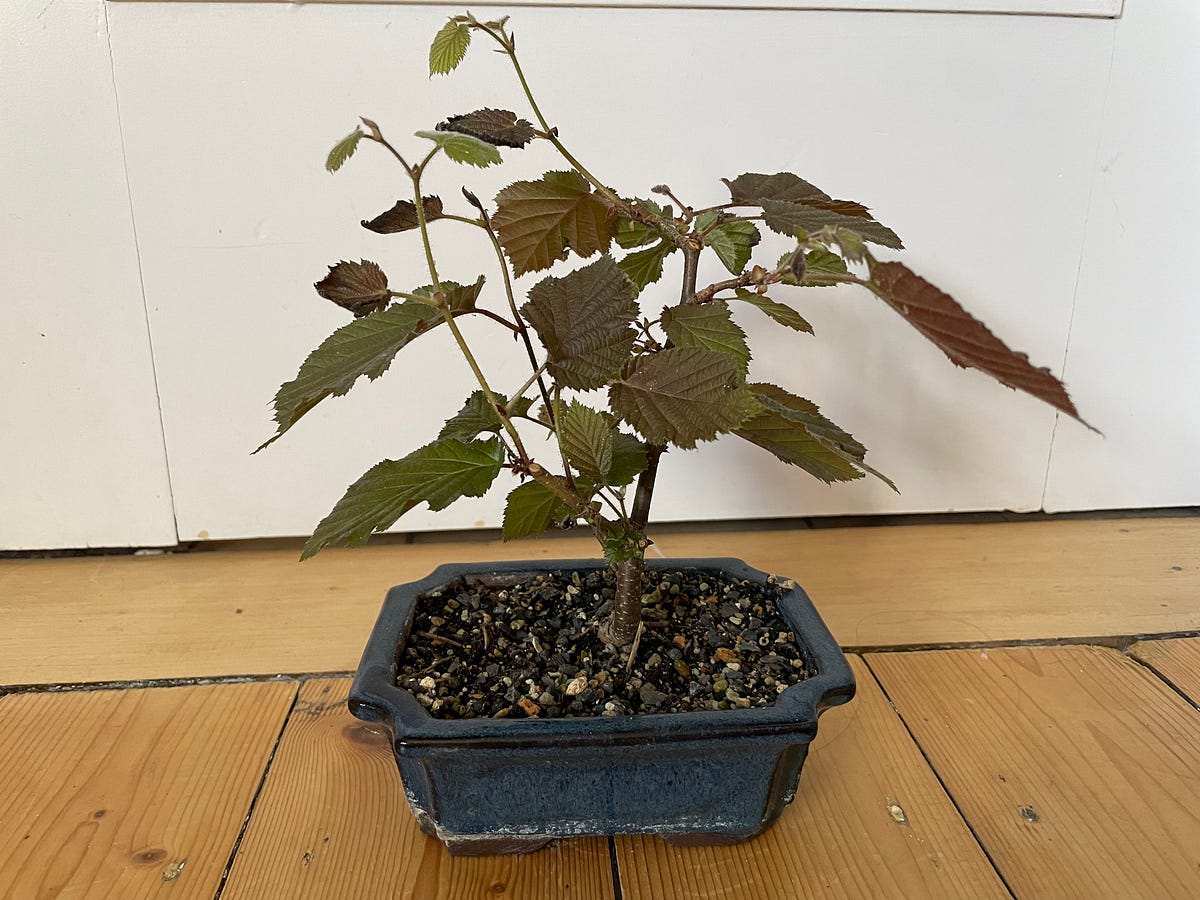 ficus bonsai standort Tipps zur Pflege deiner Pflanze : Ficus microcarpa ginseng   PflanzenFuerAlle