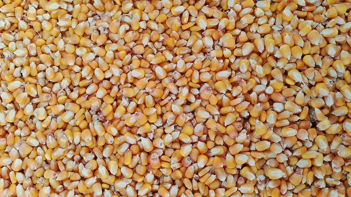 Yellow Maize Animal Feed. Title The Benefits and Uses of Yellow… by Nik Enterprise Medium