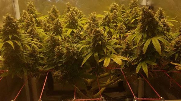 How Many Cannabis Plants Per Grow Tent? | by Santiago Pardo | Medium