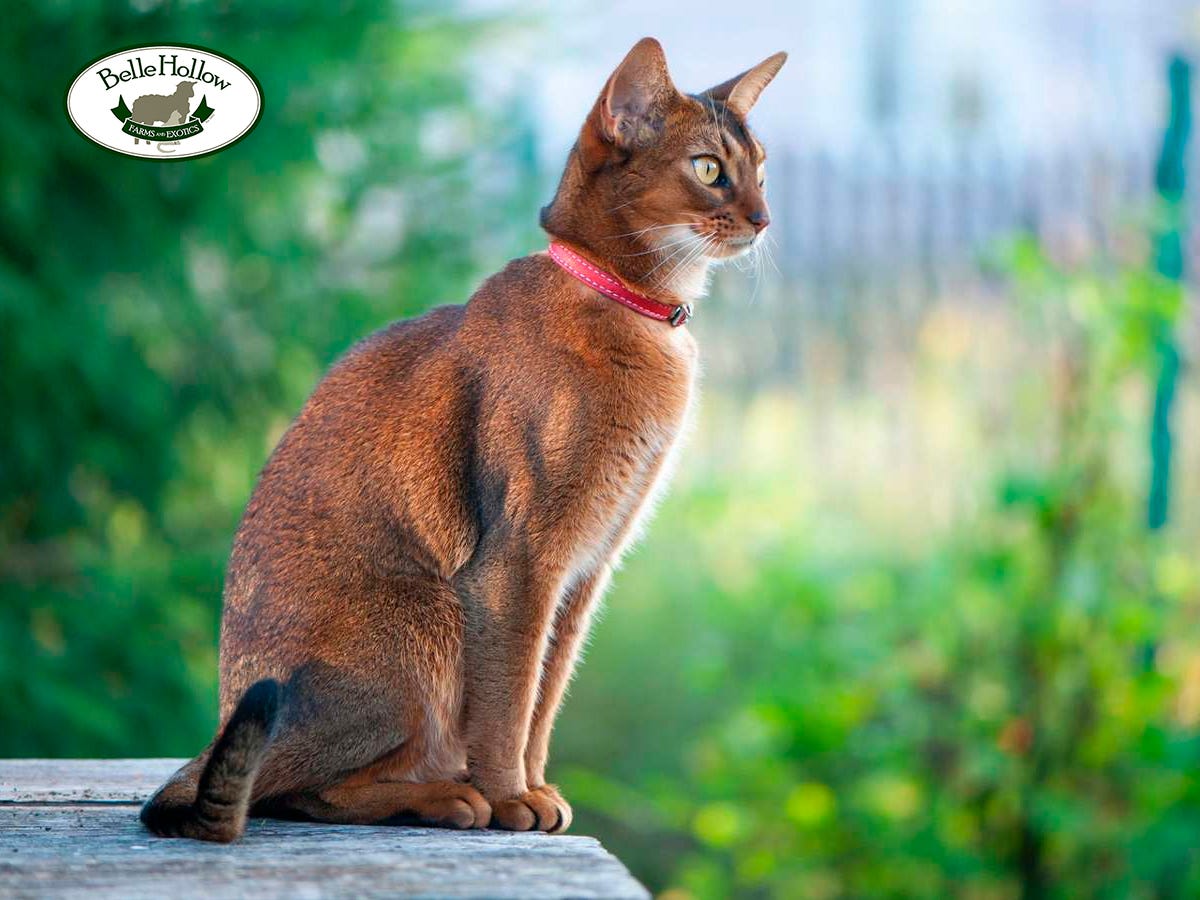 Buy Egyptian Cats for Sale Egyptian Mau Kittens & Cat Price by Belle