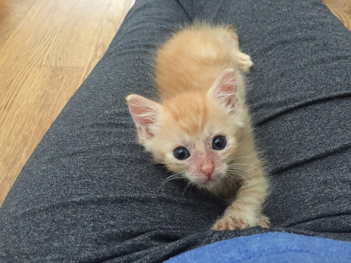 My kitten died — and it’s everyone’s fault by Connie's Kittens Medium