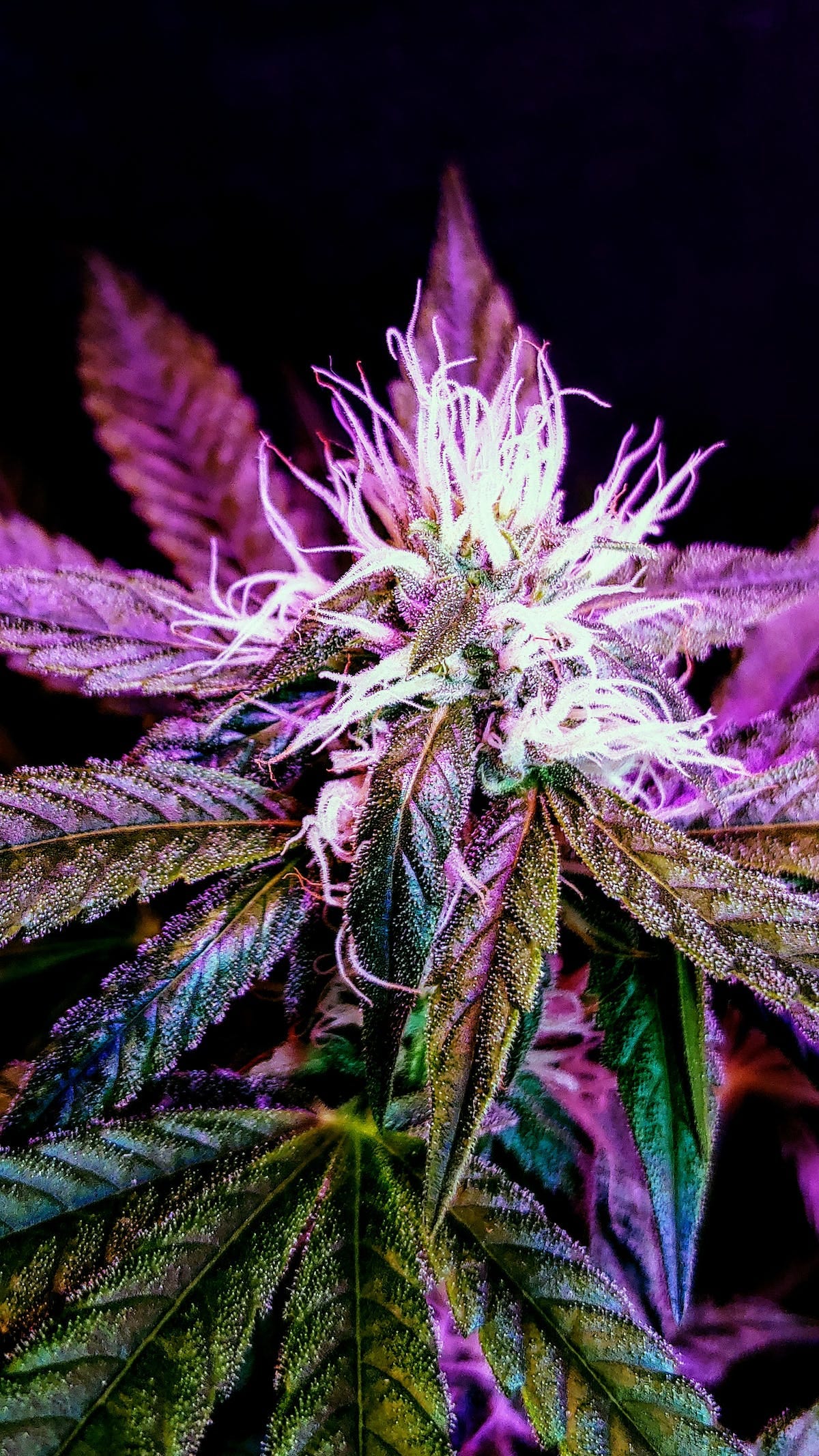 Lmfao Strain: A Comprehensive Overview - n3txj1j
