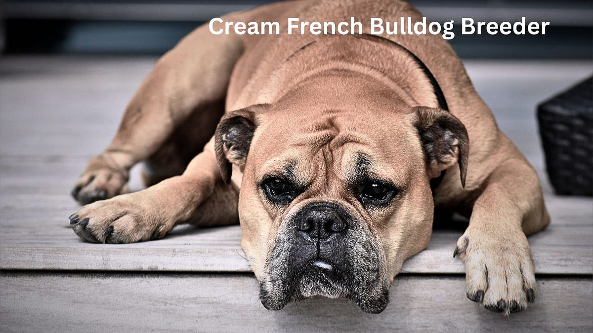 Cream French Bulldog Care 2023. Cream French Bulldogs are a beautiful… by Dogs Care School