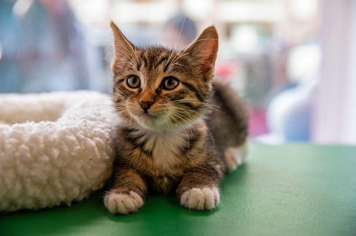 Image of: PHOTOS: Macy’s Pet Windows Are SF’s Cutest Holiday Tradition