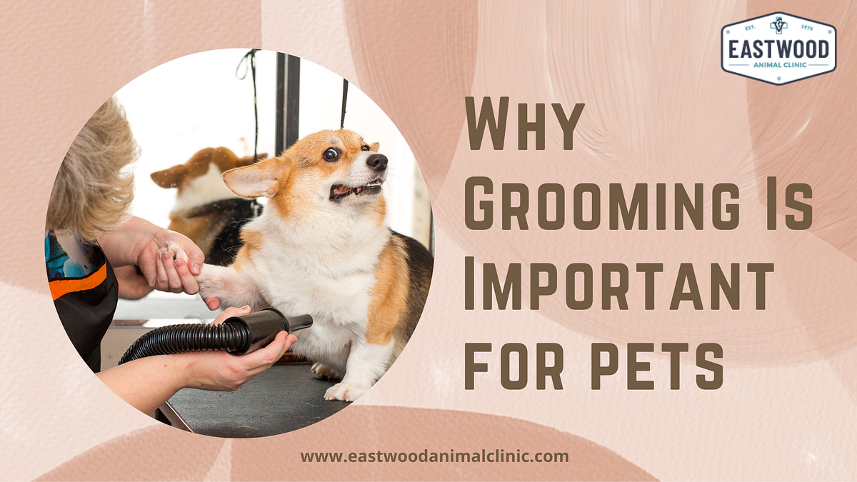 Why Grooming Is Important for pets by Eastwood Animal Clinic Medium