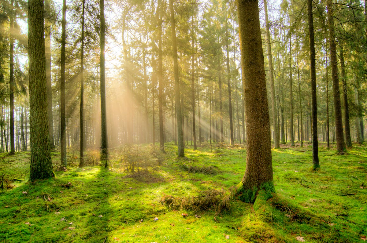 Even Trees Need Each Other. We flourish together | by Ardith Bowman, Ph ...