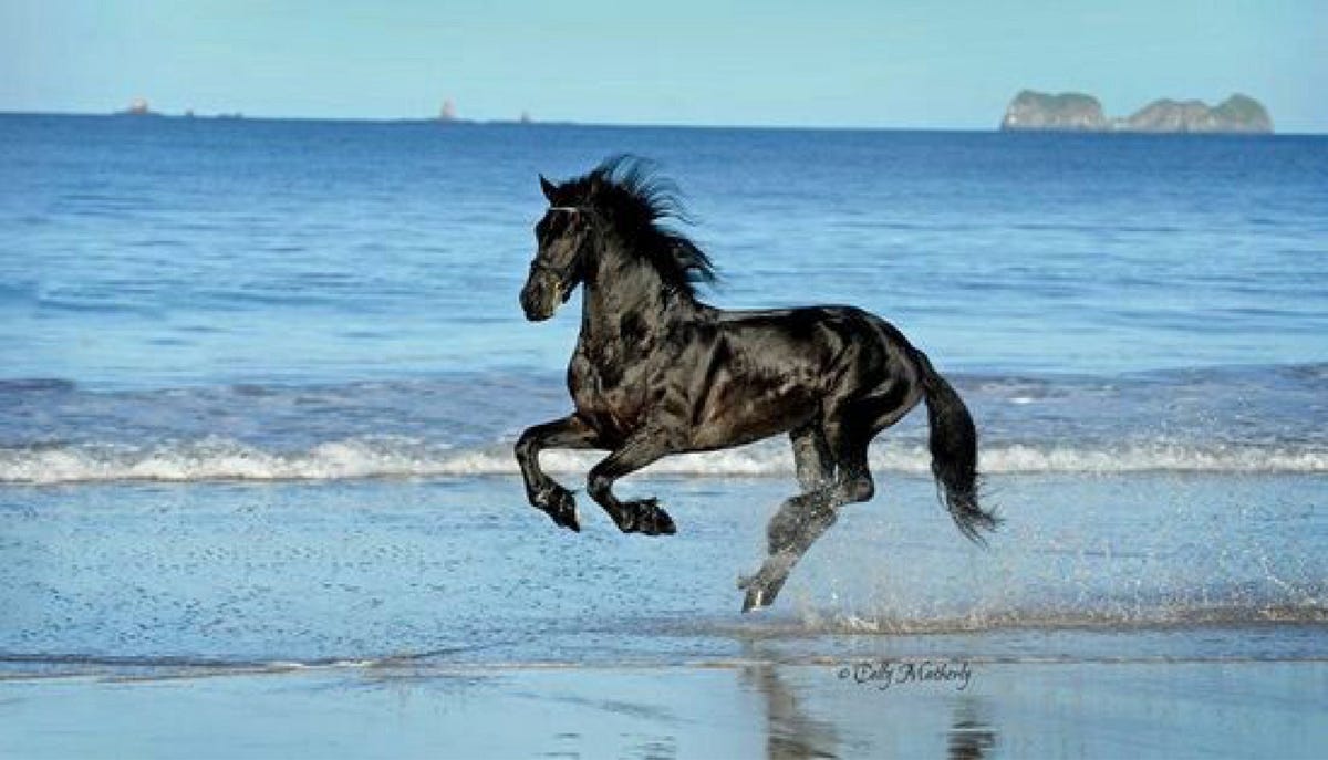 Bravet - O riso de um Cavalo 🐴 Você já deve ter visto a foto de