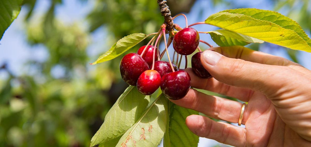 Understanding Git CherryPick 🍒👨‍🏫 by Nadir Inab Medium