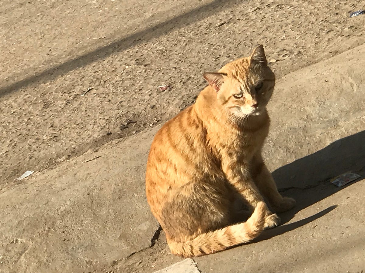 is-having-a-cat-as-a-pet-is-beneficial-by-youman-owais-medium