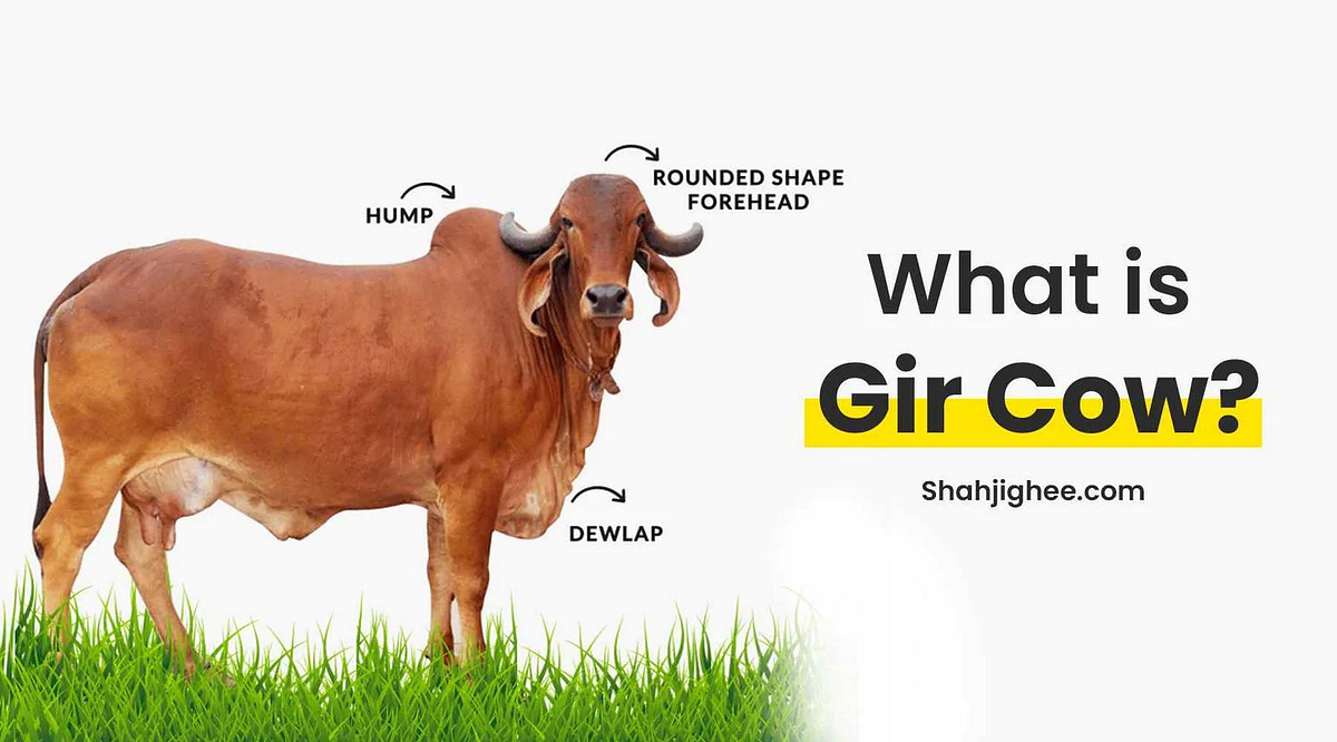 Gir Cow — A Complete Info. Gir cattle are a wellknown dairy… by