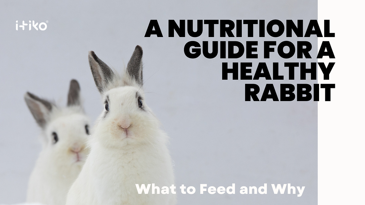 A Nutritional Guide for a Healthy Rabbit What to Feed and Why by