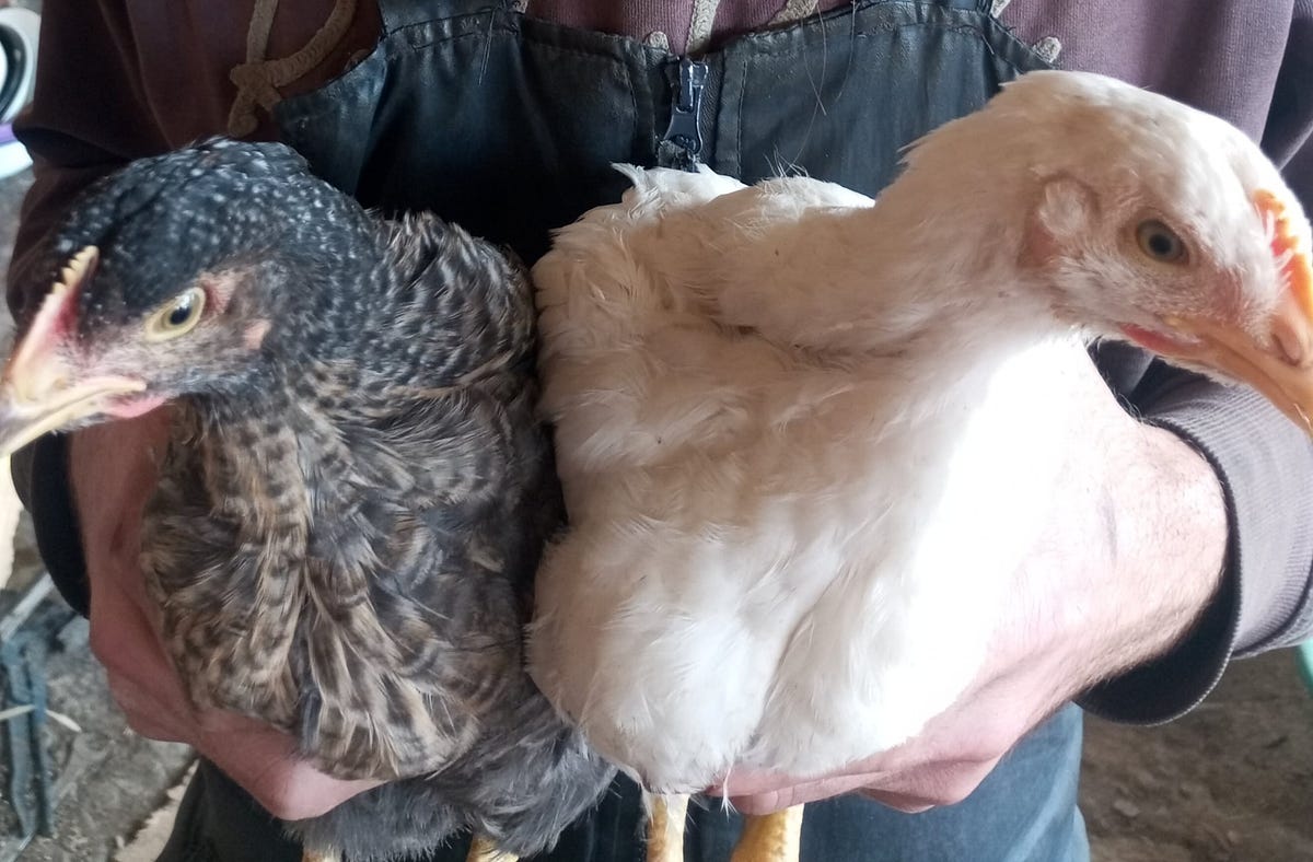 Millionaire from chickens. Get rich fast | by Off-Grid Romania | Medium