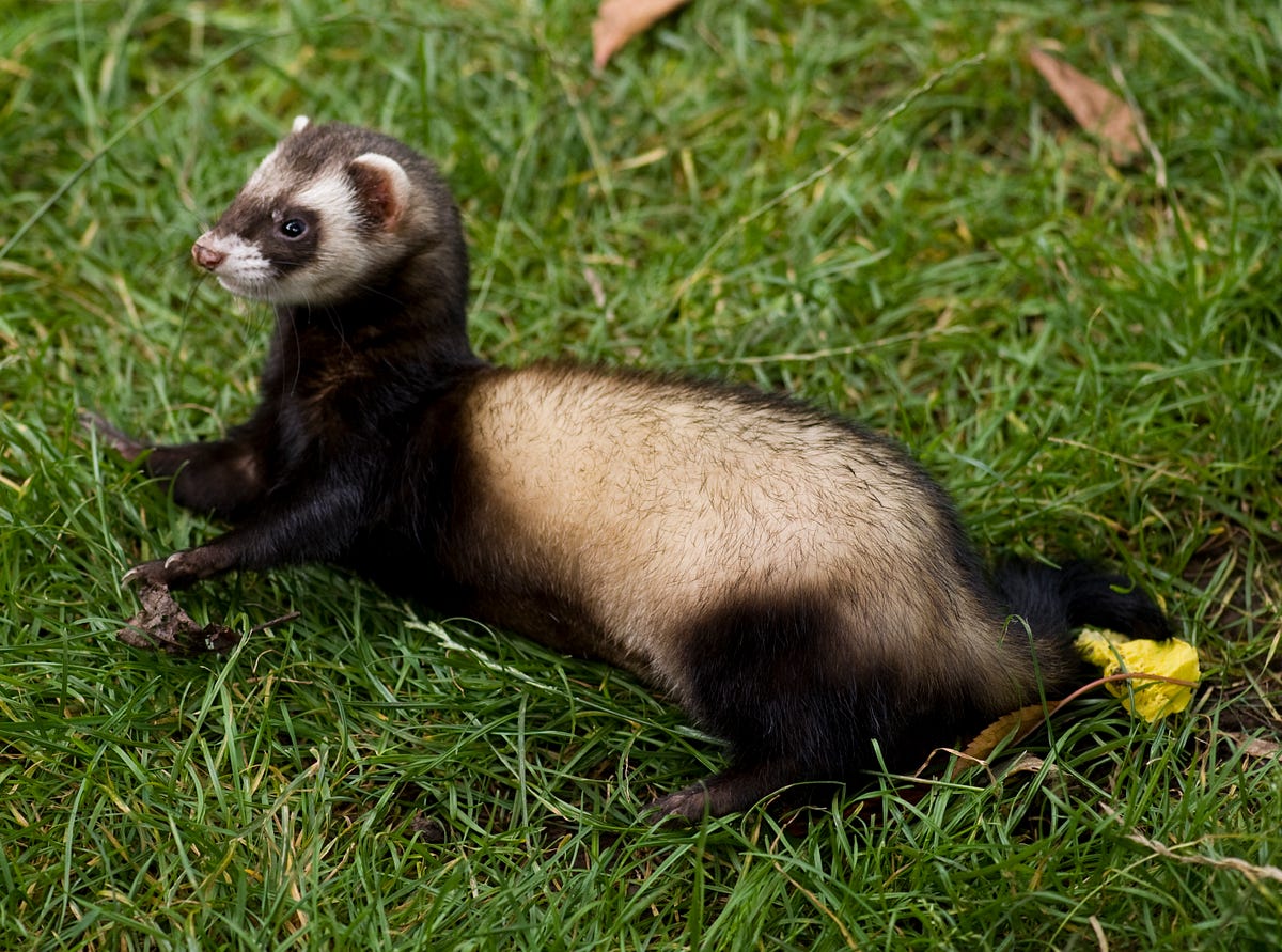 Anatomie du furet. Le furet Mustela putorius furo by Les