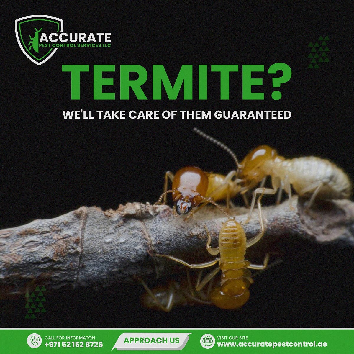 Termite Control Dubai - Accurate Pest Control In Dubai - Medium