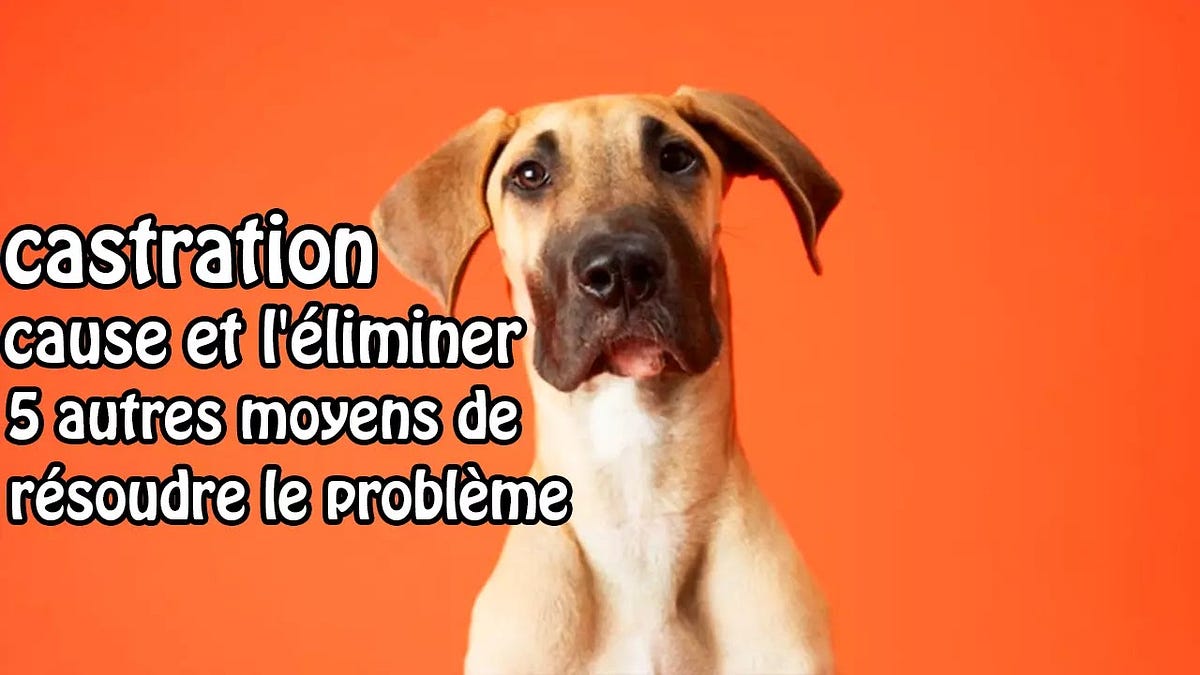 La castration chez les chiens, cause et l’éliminer, résoudre le problème by ChienBerger Medium